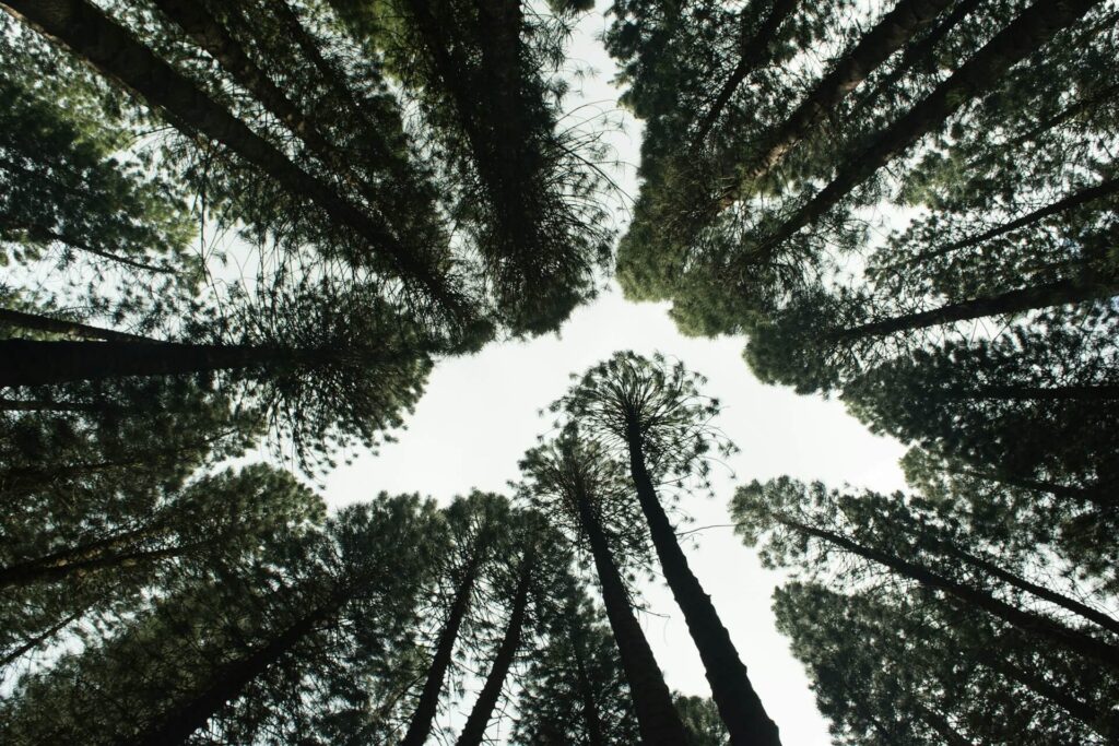 A group of tall trees